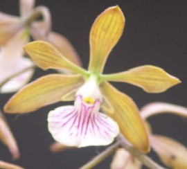 Encyclia trachycarpa